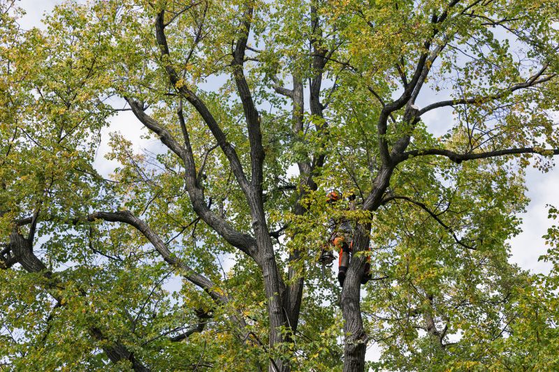 Arborist Pruning