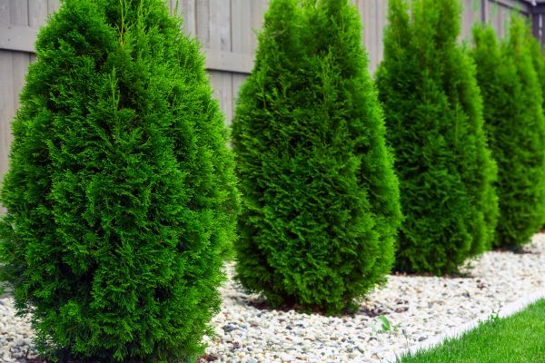 Arborvitae Planting in Estero