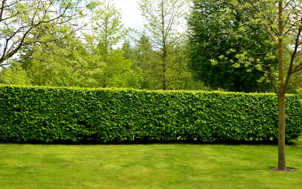 Hedge Planting in Estero
