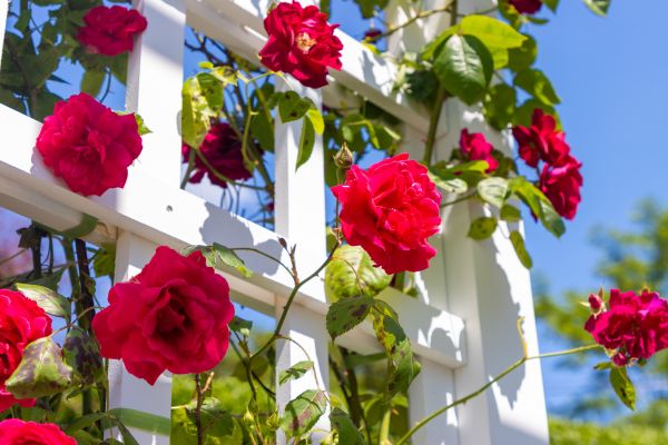 Home Gardening Service in Estero