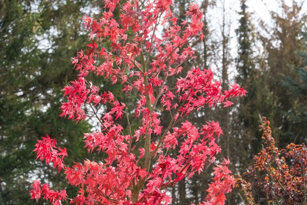 Japanese Maple Planting in Estero