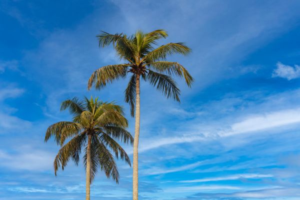 Palm Tree Planting in Estero