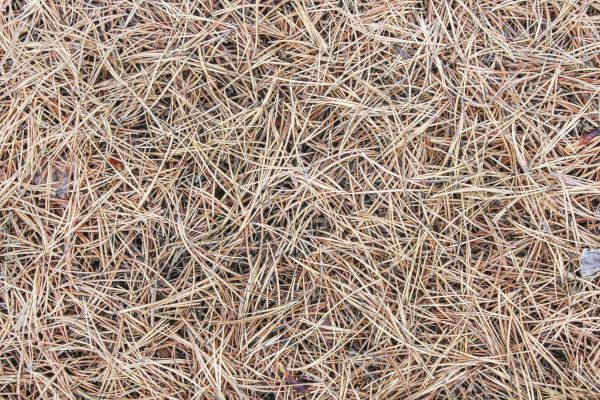 Pine Straw Installation in Estero