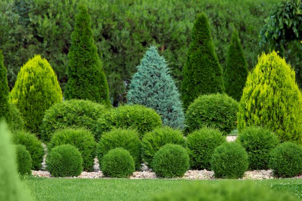 Shrub Replacement in Estero