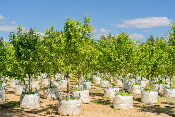 Tree Planting Service in Estero