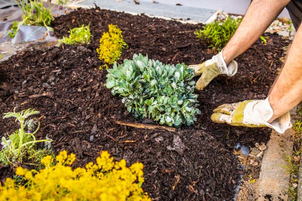 Weeding And Mulching in Estero