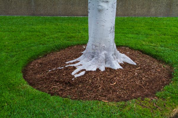 Brown Mulch Installation in Estero