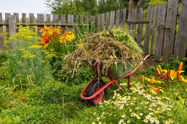 Garden Cleanup Service in Estero