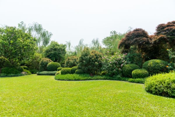 Tree Landscaping in Estero