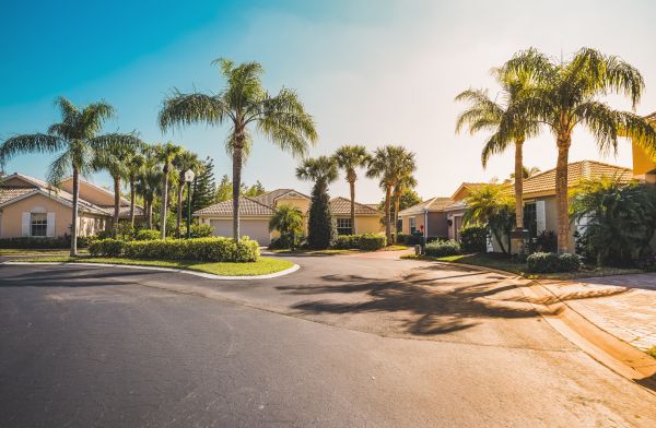 Palm Tree Landscaping in Estero