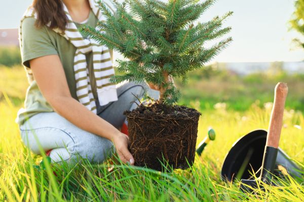 Spruce Tree Planting in Estero