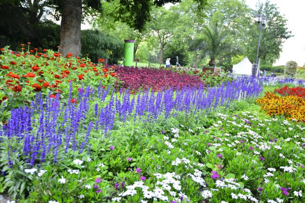 Perennials Planting in Estero