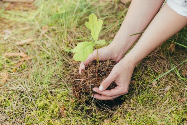 Oak Tree Planting in Estero