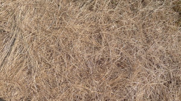 Pine Straw Replacement in Estero