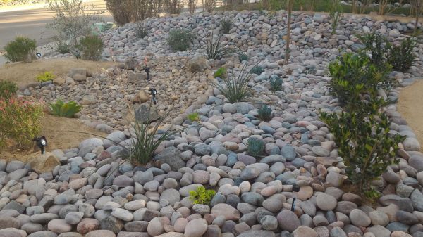 Yard Xeriscaping in Estero