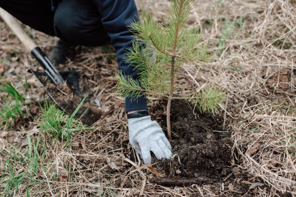 Pine Tree Planting in Estero