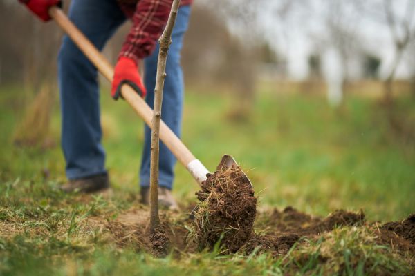 Trees Planting in Estero
