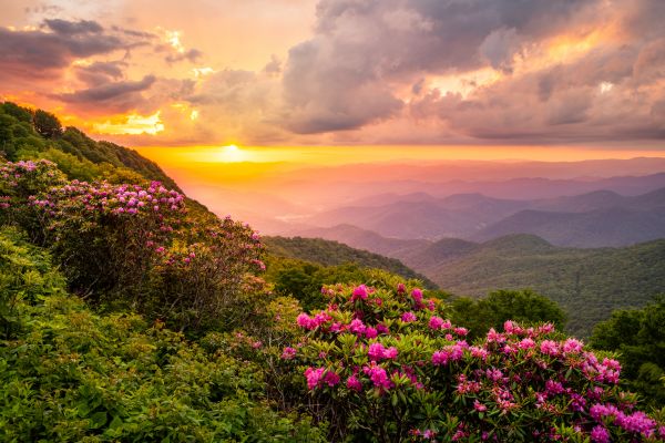 Hill Landscaping in Estero