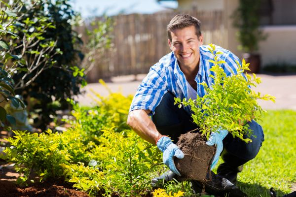 Shrub Landscaping in Estero