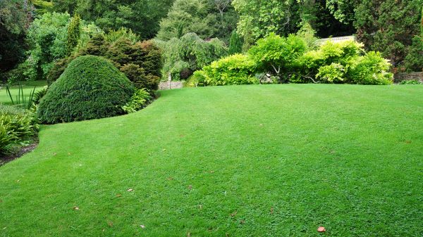 Commercial Landscape Design in Estero