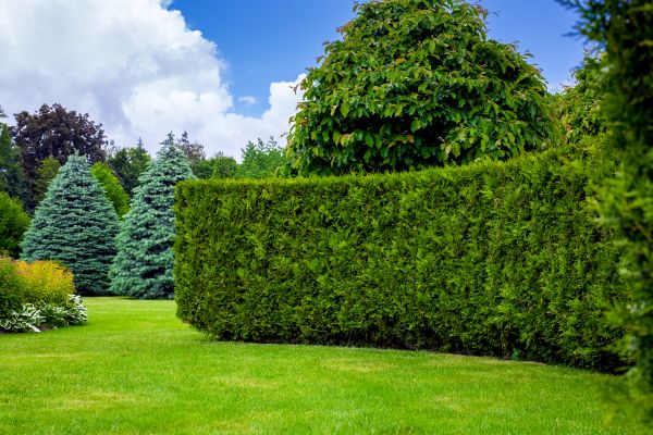 Hedge Landscaping in Estero
