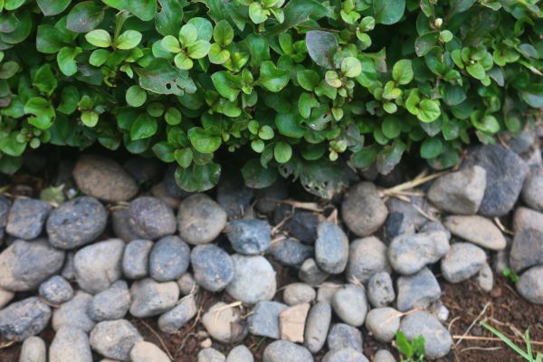 River Stone Installation in Estero