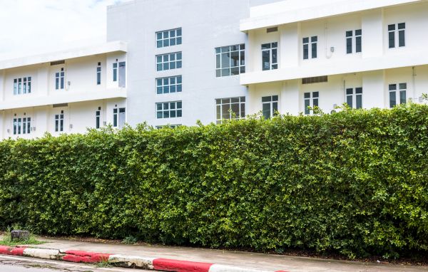 Privacy Landscaping in Estero