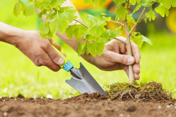 Fruit Tree Planting in Estero