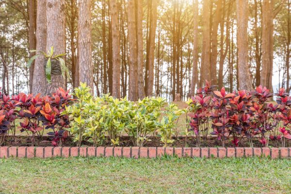 Small Garden Landscaping in Estero