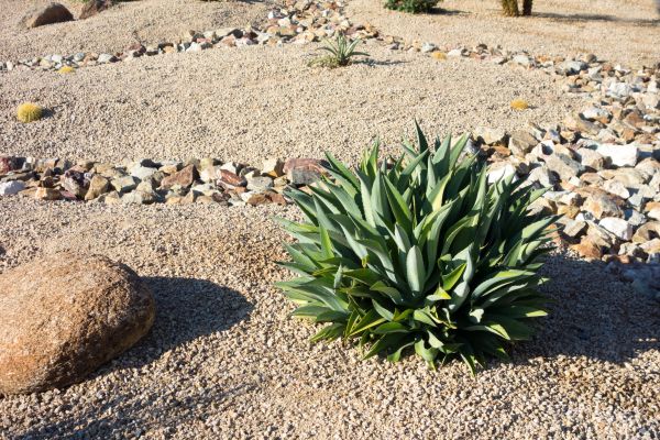 Xeriscaping Service in Estero