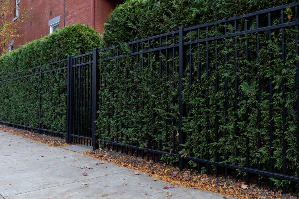 Privacy Hedge Installation in Estero