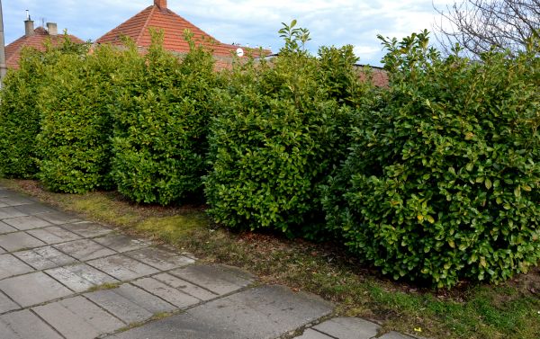 Privacy Shrub Installation in Estero