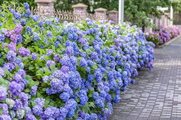 Hydrangea Landscaping in Estero