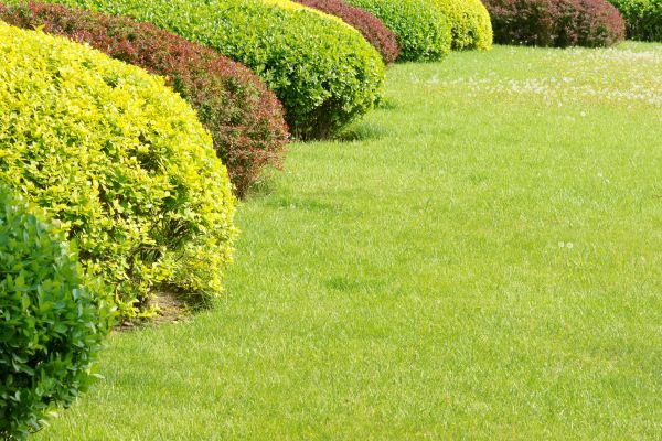 Shrubbery Planting in Estero