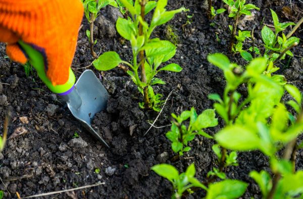 Hydrangea Planting in Estero