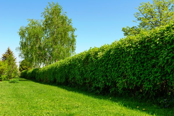 Hedge Replacement in Estero