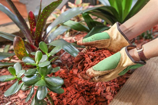 Cedar Mulch Installation in Estero