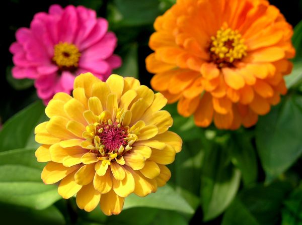 Zinnia Planting in Estero