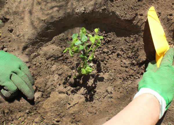 Rose Bush Planting in Estero