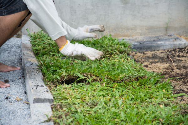 Ground Cover Planting in Estero