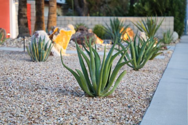 Drought Resistant Landscaping in Estero