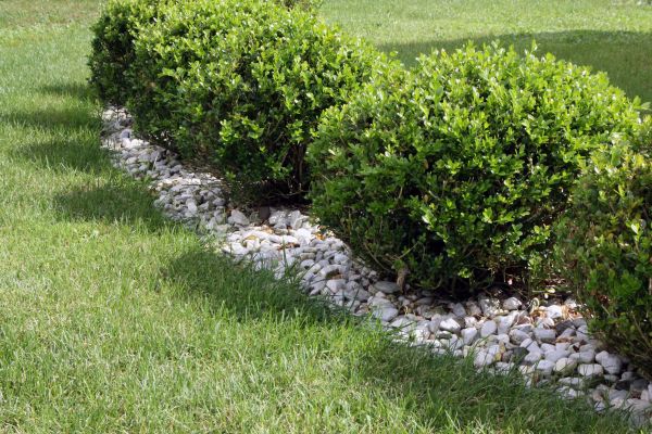 Boxwood Planting in Estero