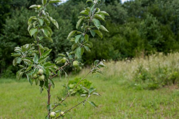 Apple Tree Planting in Estero